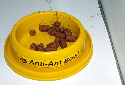 Anti-Ant
